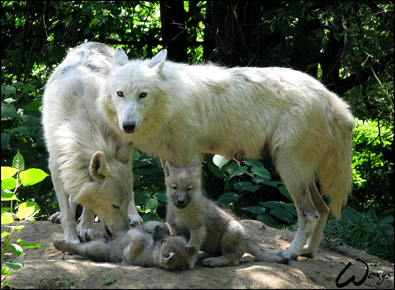 Pups and... What? Two moms...?
