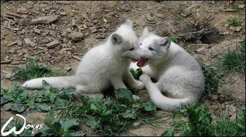 Baby polar foxes