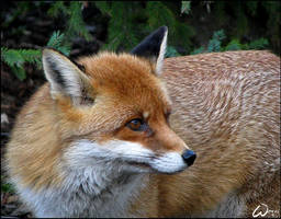 Red fox: looking back