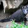 Black baby arctic fox