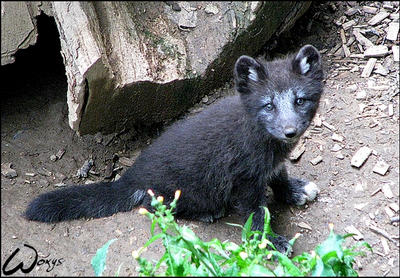 Black baby arctic fox