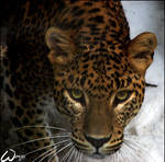 Sri Lanka leopard - the ghost by woxys