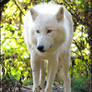 Arctic wolf, guard of colours