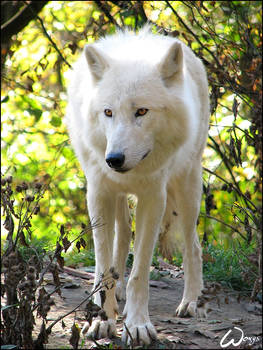 Arctic wolf, guard of colours