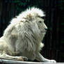 White lion Haldir