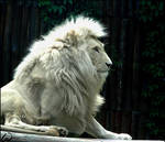 White lion Haldir by woxys