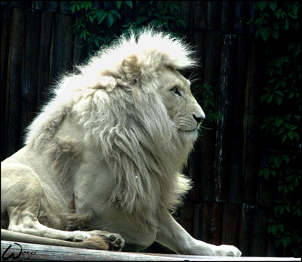 White lion Haldir