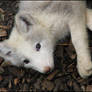 White arctic fox pup