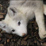 White arctic fox pup