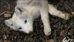 White arctic fox pup by woxys