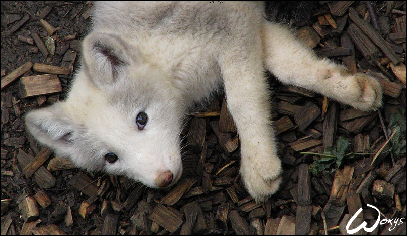 White arctic fox pup