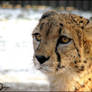Cheetah Indy