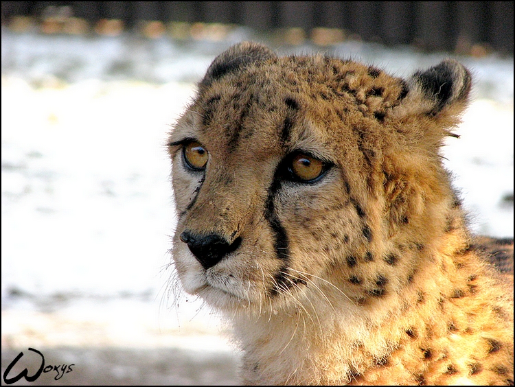 Cheetah Indy