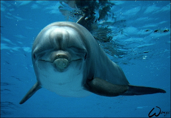 Dolphin: Who are you, girl?