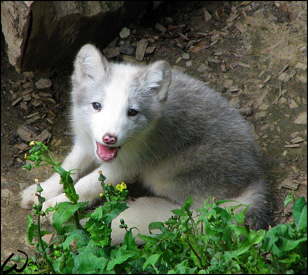 Arctic fox pup: the flower fun