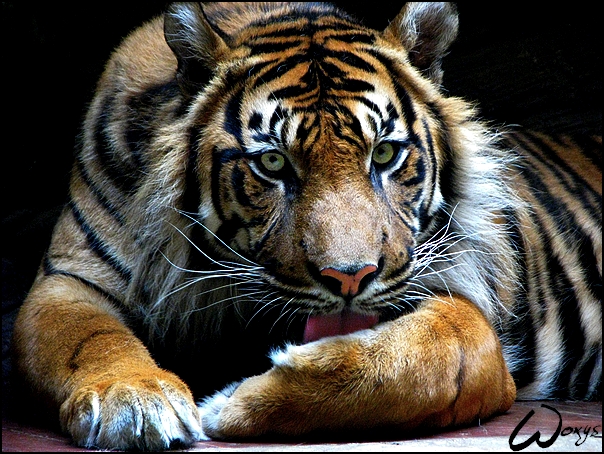 Sumatran tiger Dua