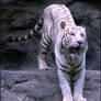 White Bengal tiger: a good guy