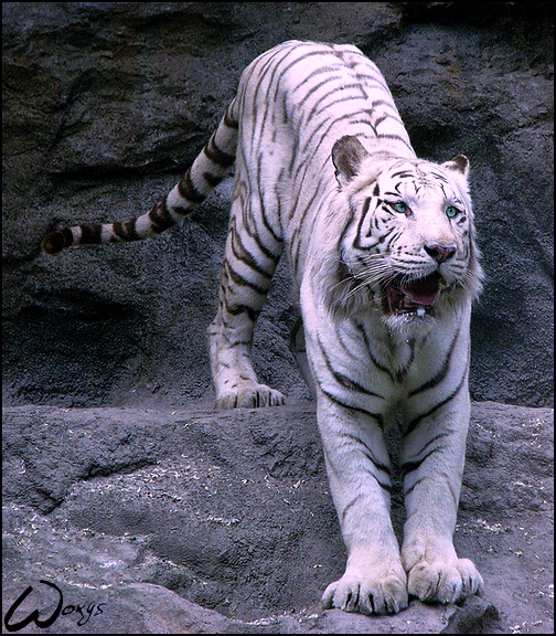 White Bengal tiger: a good guy