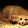 Fennec fox: cuteness song
