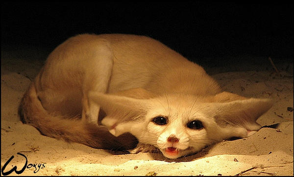 Fennec fox: cuteness song