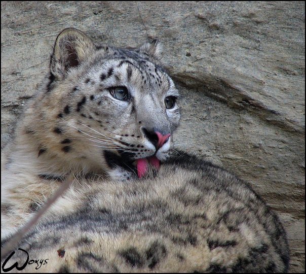 Taste of snow leopard is great