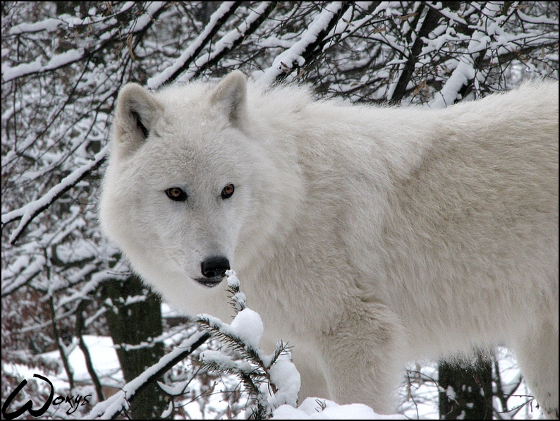 Arctic wolf: Winter dreaming