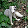 What a baby arctic fox