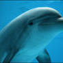 Bottlenose dolphin: happiness