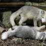 Terrible fight of baby fox