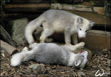 Terrible fight of baby fox