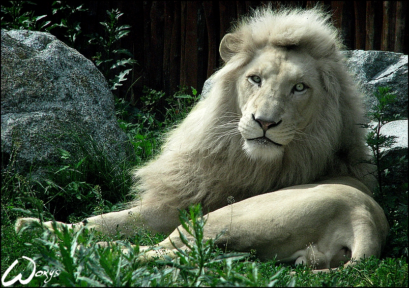 As white as a.... lion