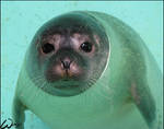 Harbor seal as a present? by woxys
