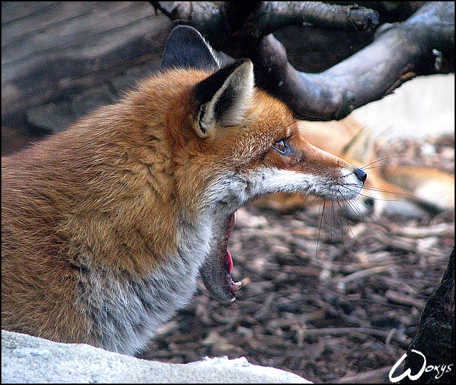 OMG, red fox eating other fox?