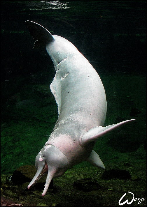 Amazon River Dolphin Baby By Woxys On Deviantart