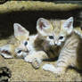 Sand cat kittens