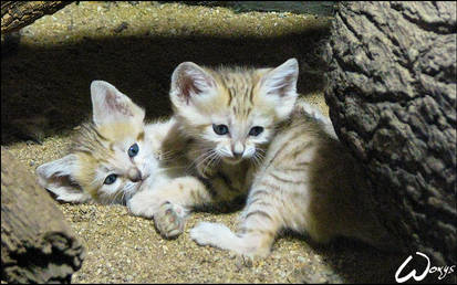 Sand cat kittens