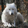 Arctic wolf: I am hidden