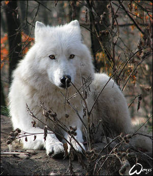 Arctic wolf: I am hidden