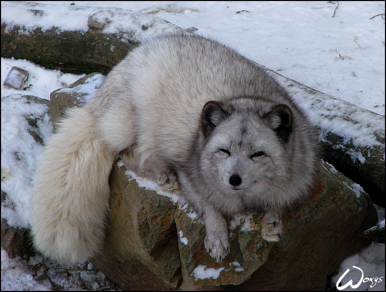 Arctic fox wants to sleep