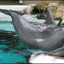 Dolphin -  look, a super male