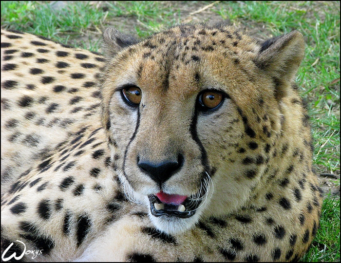 Cheetah: the Flash