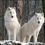 Arctic wolves: Shining