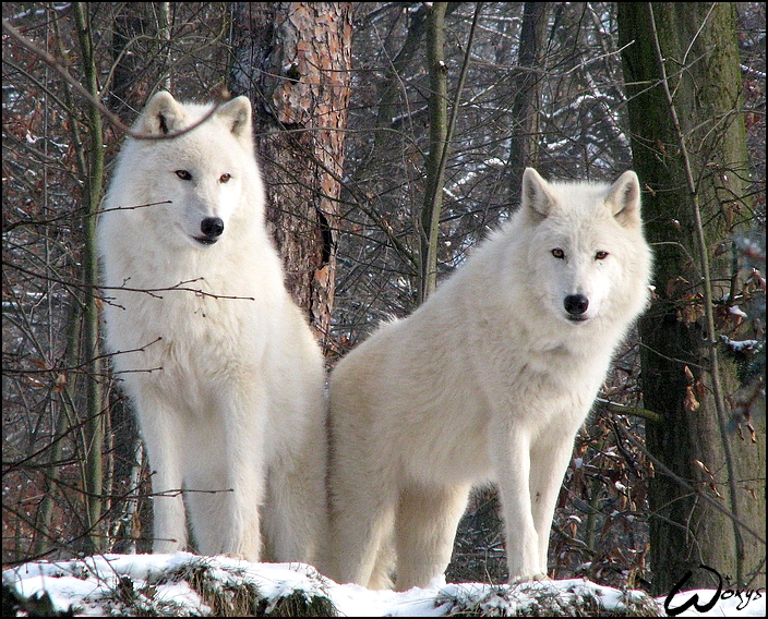 Arctic wolves: Shining