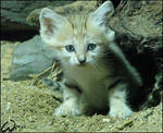 Baby sand cat by woxys