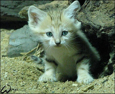 Baby sand cat
