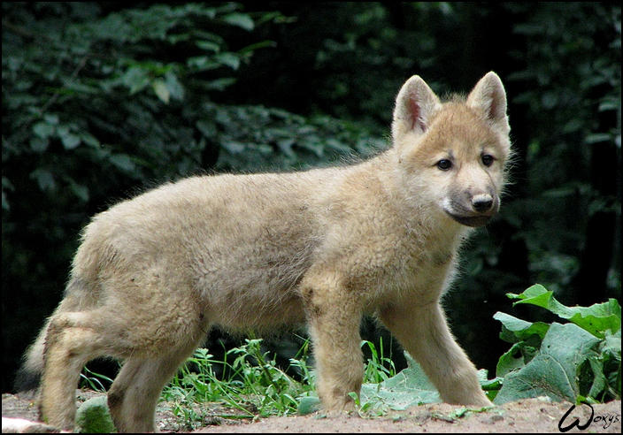 Baby arctic wolf: Exploring by woxys on DeviantArt