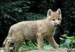 Baby arctic wolf: Exploring by woxys