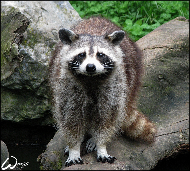 Racoon: very clean guy