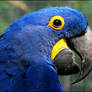 Hyacinth Macaw: fan of ODS?