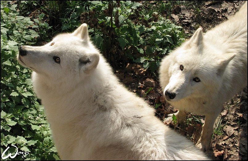 Arctic wolves: curiosity